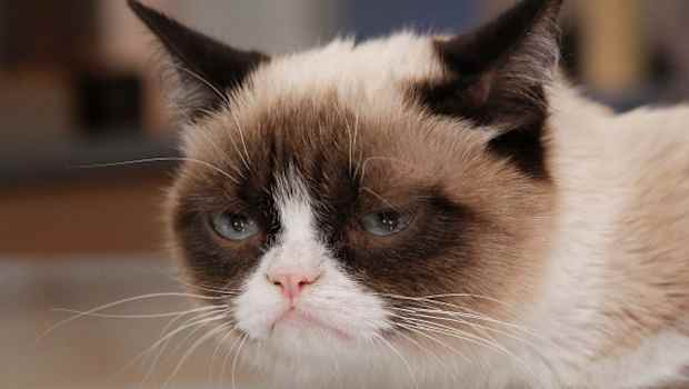 Grumpy Cat Is Getting Her Own Movie