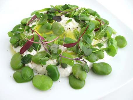 Fresh Ricotta with Olive Oil, Fava Beans, and Herbs