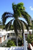 El Patio Motel - Key West, Florida - Royal Palm in courtyard (view from roof deck)