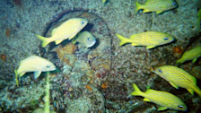 Snorkeling/Diving