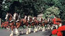 Clydesdale Hitch