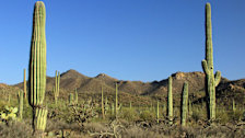 Saguaro National Park