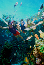 Shark Reef
