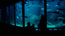 Virginia Beach Aquarium