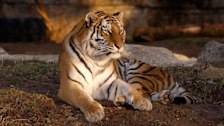 St. Louis Zoo