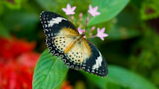 Krohn Conservatory