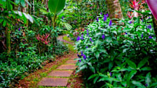 Lyon Arboretum