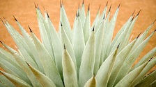 Parry's Agave
