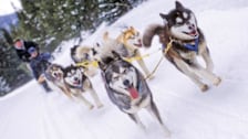 Dogsledding 