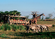 Kilimanjaro Safaris