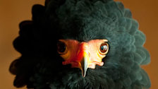 Birds of Prey