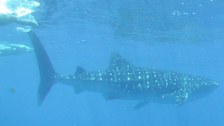Isla Whale Sharks