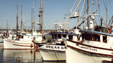 Fishing boats at Fishermans Termintal  Seattle Washington. Image shot 2001. Exact date unknown.