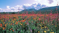 Catalinas