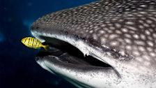 Georgia Aquarium