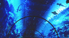 Mandalay Bay's Shark Reef