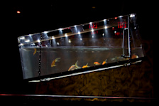 Le Poisson Rouge