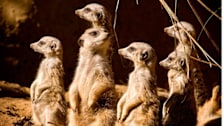 Nashville Zoo