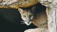 Arizona-Sonora Desert Museum