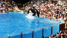 Sea World San Antonio