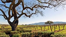 Santa Ynez Valley Wine Country