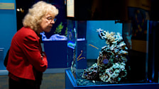 Birch Aquarium at Scripps