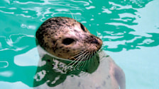 Aquarium of Niagara