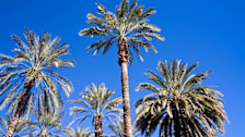 Palm Trees in Palm Springs