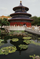 Lotus Blossom Cafe