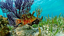 Key West Hogfish