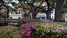 Savannah Flowers
