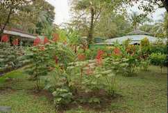 Jungle Lodge - Tortuguero, Costa Rica - 