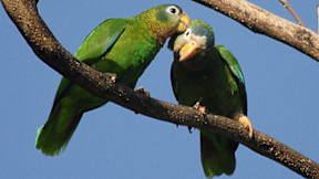 Hope Botanical Gardens and Zoo - Kingston, Jamaica