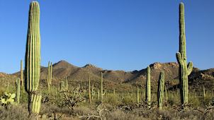 Saguaro National Park