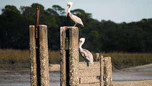 Nature and Wildlife