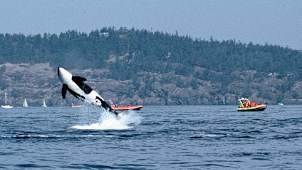 Vancouver Whale Watch 