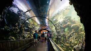 Shark Reef