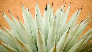 Parry's Agave
