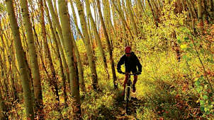 Aspen Grove