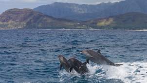 Honolulu's Dolphins