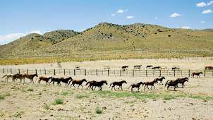 Wild Mustangs