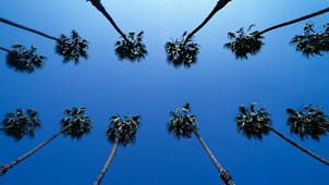 Palm Trees