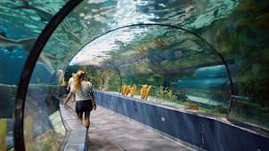 Ripley's Aquarium