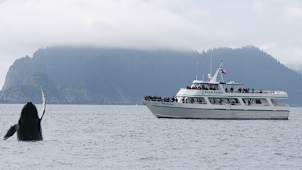 Anchorage Whales