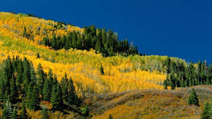 Aspens in Summer