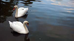 Swans
