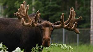 Alaska Zoo
