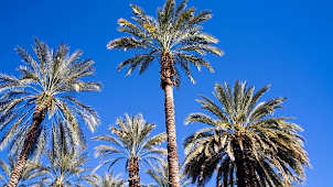 Palm Trees in Palm Springs