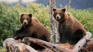 Alaska Bears
