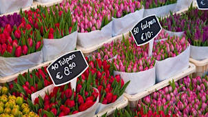 Amsterdam Tulips